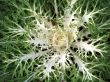 Ornamental kale