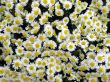Chrysanthemums