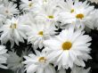 Chrysanthemums