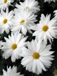 Chrysanthemums