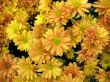 Chrysanthemums
