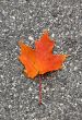 Leaves in fall