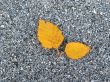 Leaves in fall