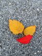 Leaves in fall