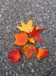Leaves in fall