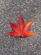 Leaves in fall