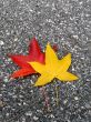Leaves in fall