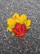 Leaves in fall