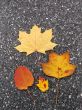 Leaves in fall