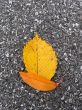 Leaves in fall