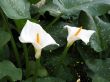 Calla-lily