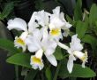Orchids