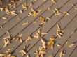 Leaves in fall