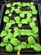 Greenhouse