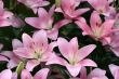 Lily in a garden