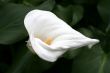 Calla-lily