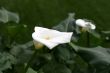 Calla-lily