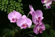 Orchids