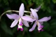 Orchids