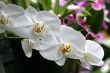 Orchids