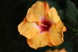 Chinese hibiscus