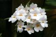 Orchids