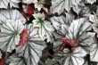 Angel-wing begonia