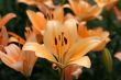 Lily in a garden