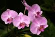 Orchids