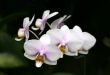 Orchids