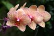 Orchids