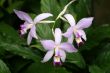 Orchids