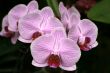 Orchids