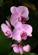 Orchids