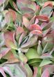 Kalanchoe