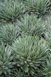 Guinea-fowl aloe