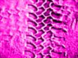 Pink soft focus tyre effect