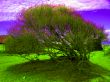 Psychedelic bush