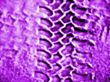 purple tyretracks