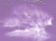Purple bush abstract