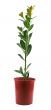 Fresh Herbs Bay Leaf 1