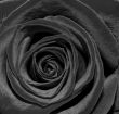 Black Rose