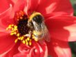 a bee sitting on the flower