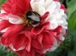 a bee sitting on the flower