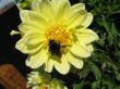 a bee sitting on the flower