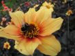 a bee sitting on the flower