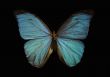 blue morpho butterfly