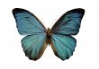 blue morpho butterfly