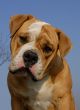 olde english bulldog