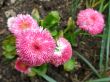 pink daisies